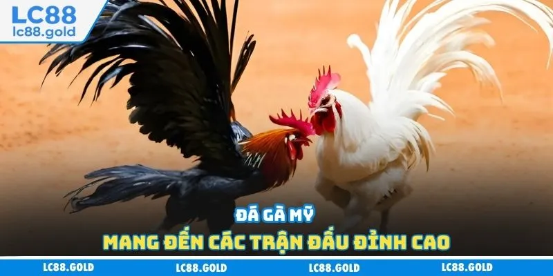 Đá gà Mỹ mang đến các trận đấu đỉnh cao
