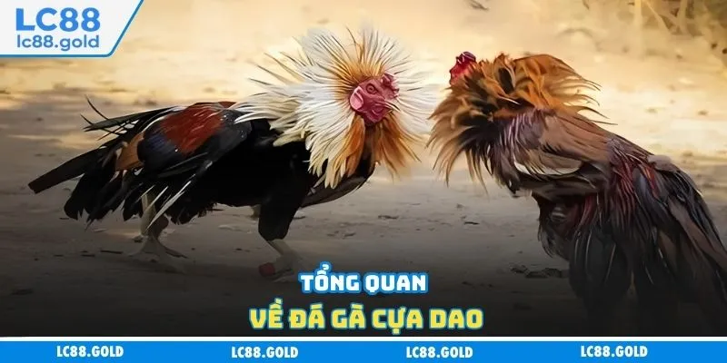 Tổng quan về đá gà cựa dao