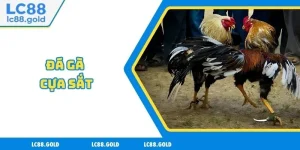 Đá Gà Cựa Sắt Là Gì? Tổng Hợp Thông Tin Mới Nhất