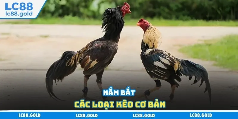 Nắm bắt các loại kèo cơ bản Nắm bắt các loại kèo cơ bản