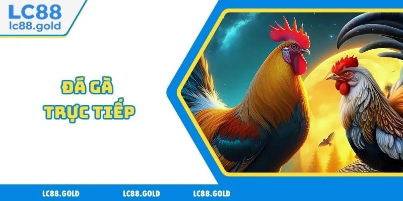 Đá Gà Trực Tiếp - Lựa Chọn Hàng Đầu Của Mọi Tân Thủ
